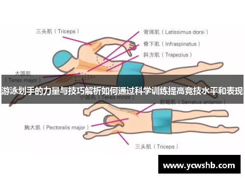 游泳划手的力量与技巧解析如何通过科学训练提高竞技水平和表现